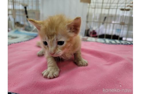 成約済の千葉県のラパーマ-49915の1枚目