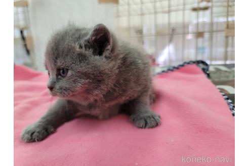 成約済の千葉県のブリティッシュショートヘア-50906の7枚目