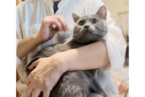 成約済の静岡県のシャルトリュー-38839