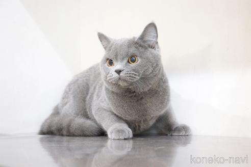 成約済の大阪府のブリティッシュショートヘア-39236の5枚目