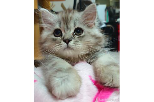 成約済の愛知県のペルシャ(チンチラ)-49972の1枚目