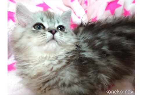 成約済の愛知県のペルシャ(チンチラ)-49972の5枚目
