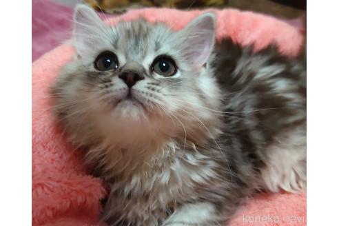 成約済の愛知県のペルシャ(チンチラ)-49972の4枚目