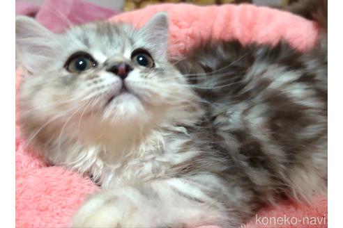 成約済の愛知県のペルシャ(チンチラ)-49972の3枚目