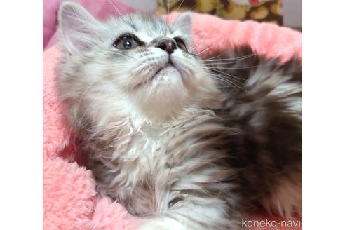 成約済の愛知県のペルシャ(チンチラ)-49972の2枚目