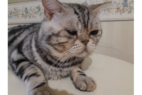 販売中の東京都のアメリカンショートヘア-50772の10枚目