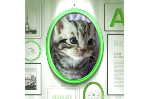 成約済の東京都のアメリカンショートヘア-49908の6枚目