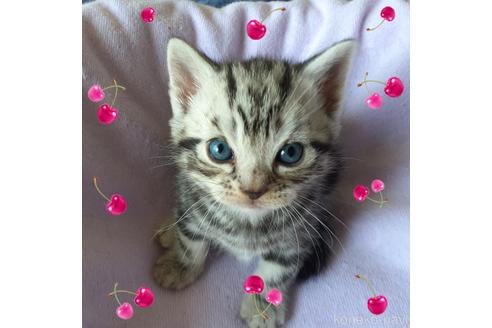 成約済の東京都のアメリカンショートヘア-49908の5枚目