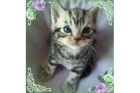 成約済の東京都のアメリカンショートヘア-49908の4枚目