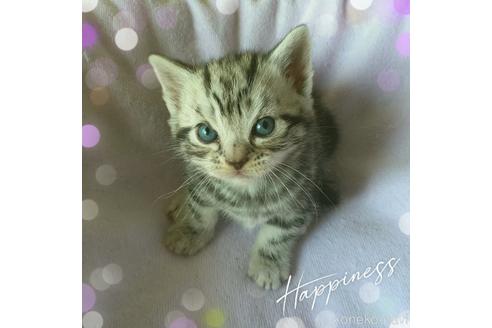 成約済の東京都のアメリカンショートヘア-49908の3枚目