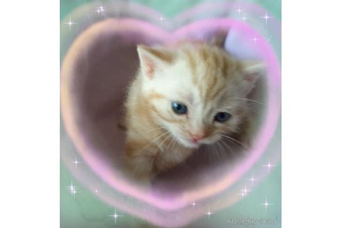 成約済の東京都のアメリカンショートヘア-49911の7枚目