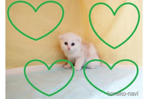 成約済の東京都のスコティッシュフォールド-51189の1枚目