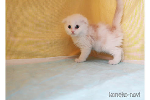 成約済の東京都のスコティッシュフォールド-51189の2枚目