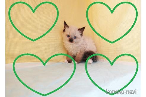 成約済の東京都のラグドール-51190の1枚目