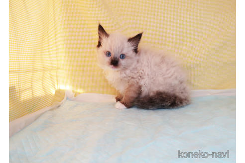 成約済の東京都のラグドール-51190の2枚目