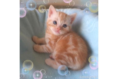 成約済の東京都のアメリカンショートヘア-49911の5枚目