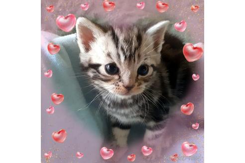 成約済の東京都のアメリカンショートヘア-49908