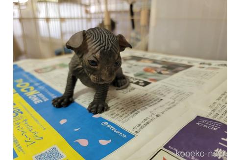 成約済の千葉県のスフィンクス-51306の1枚目