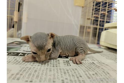 成約済の千葉県のスフィンクス-51307の2枚目