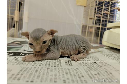 成約済の千葉県のスフィンクス-51307の3枚目