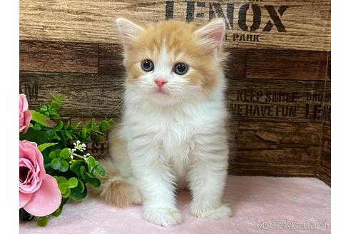 成約済の山梨県のスコティッシュフォールド-51324の2枚目