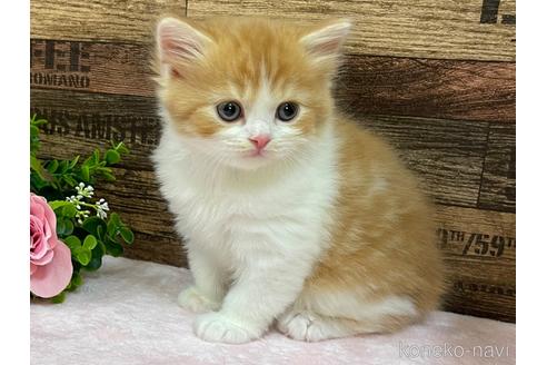 成約済の山梨県のスコティッシュフォールド-51324の6枚目