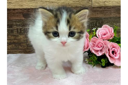 成約済の山梨県のスコティッシュフォールド-51325