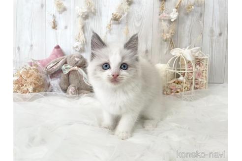 成約済の大阪府のラグドール-48163