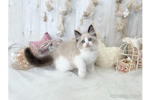 成約済の大阪府のラグドール-48165の4枚目