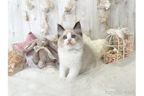 成約済の大阪府のラグドール-48165の5枚目