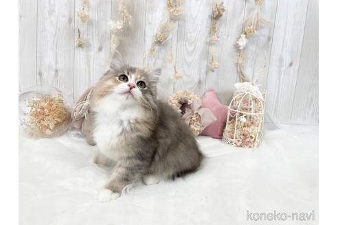 成約済の大阪府のサイベリアン-45892の4枚目