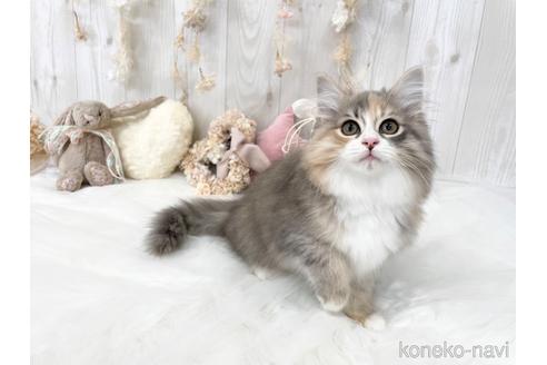 成約済の大阪府のサイベリアン-45892の3枚目