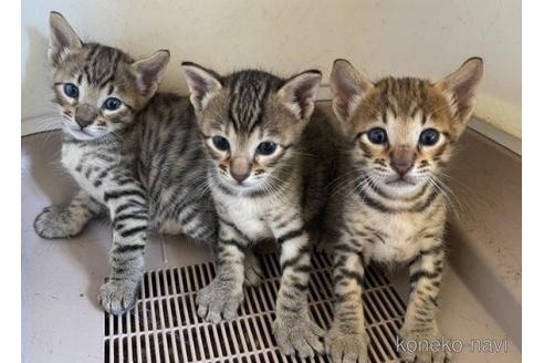 販売中の愛知県のサバンナキャット-51628の3枚目