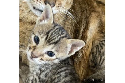 成約済の愛知県のサバンナキャット-51628の3枚目