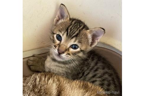 成約済の愛知県のサバンナキャット-51628の4枚目