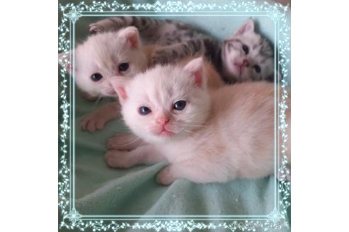 販売中の東京都のアメリカンショートヘア-50772の9枚目