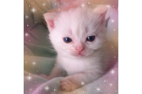 販売中の東京都のアメリカンショートヘア-50772の8枚目