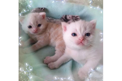 販売中の東京都のアメリカンショートヘア-50772の7枚目