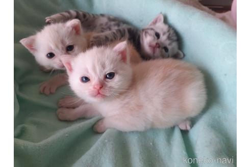 販売中の東京都のアメリカンショートヘア-50772の6枚目