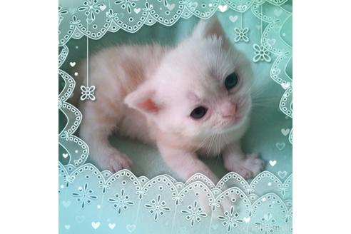 販売中の東京都のアメリカンショートヘア-50790の4枚目