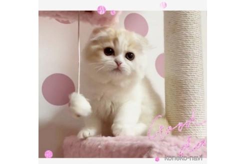 成約済の愛媛県のスコティッシュフォールド(折れ耳)-51692