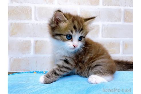 成約済の東京都のスコティッシュフォールド-51719の5枚目