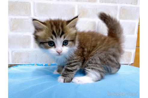 成約済の東京都のスコティッシュフォールド-51719の2枚目