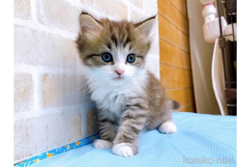 成約済の東京都のスコティッシュフォールド-51719の3枚目