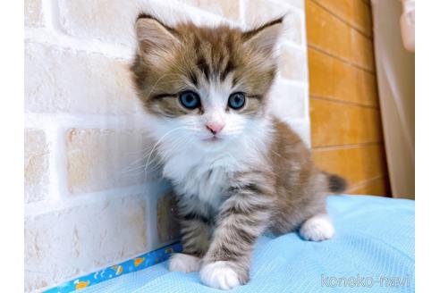 成約済の東京都のスコティッシュフォールド-51719の1枚目