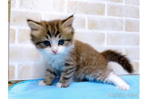 成約済の東京都のスコティッシュフォールド-51719の4枚目