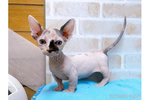 成約済の東京都のバンビーノ-51709の5枚目