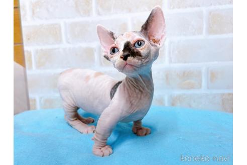 成約済の東京都のバンビーノ-51709の6枚目