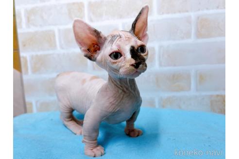 成約済の東京都のバンビーノ-51709の7枚目