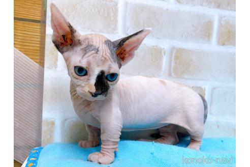 成約済の東京都のバンビーノ-51709の8枚目